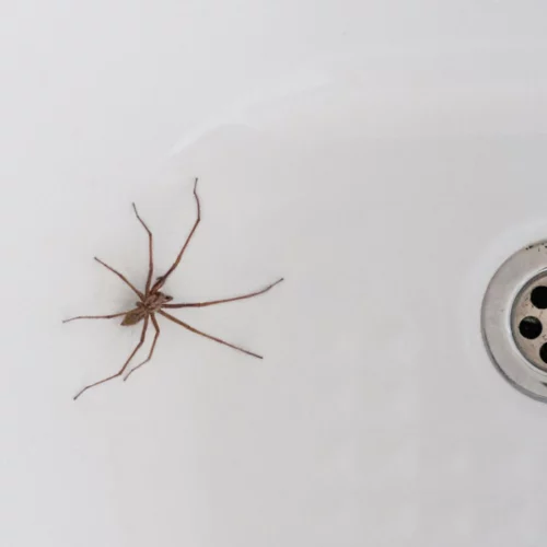 spider in a house bathroom